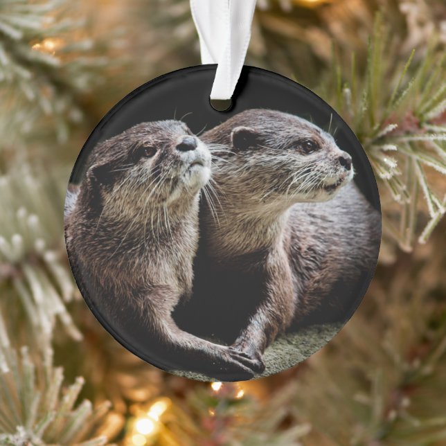 Animaux de bébés cutest | Otters tenant les mains (Arbre)
