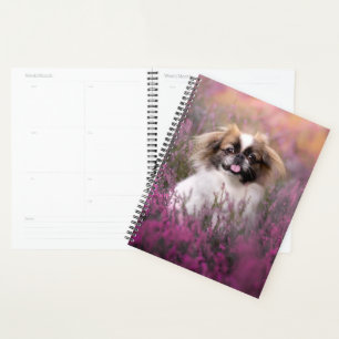 Animaux de bébés cutest   Pekingese Puppy