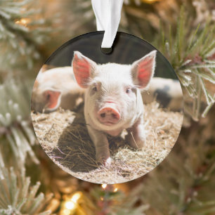 Animaux de bébés cutest Piglet bébé mignon