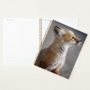 Animaux de bébés cutest   Portrait Baby Fox