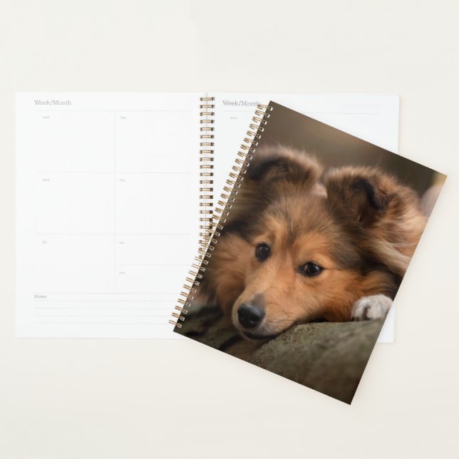 Animaux de bébés cutest | Shetland Sheepdog Puppy (Devant avec enveloppe)