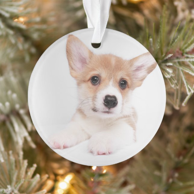 Animaux de bébés cutest | Sweet Baby Corgi (Arbre)