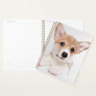 Animaux de bébés cutest   Sweet Baby Corgi