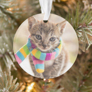 Animaux de bébés cutest Tabby Kitten Écharpe arc