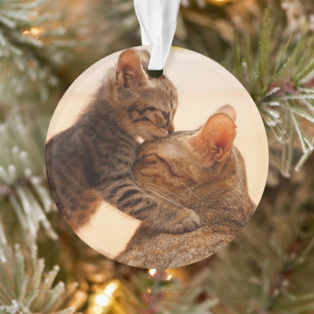 Animaux de bébés cutest | Tabby Kitten Kiss (Arbre)