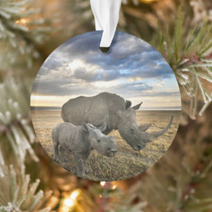 Animaux de bébés cutest White Rhino & Calf