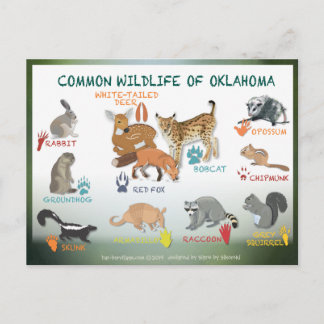 animaux de l'Oklahoma carte postale 19