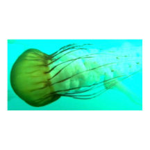 Animaux sauvages 114 poster Sea Nettle