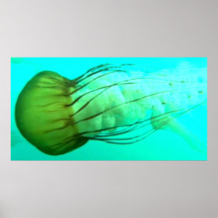 Animaux sauvages 114 poster Sea Nettle