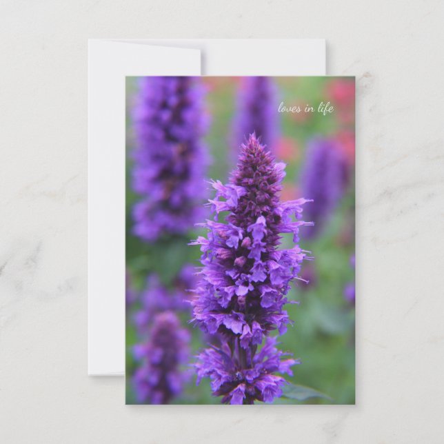 Anise Hyssop Note Card Mitteilungskarte (Vorderseite)
