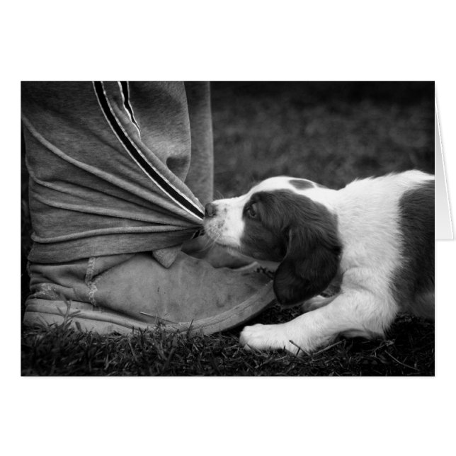 Ankle Biter (Vorderseite (Horizontal))