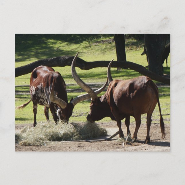 Ankole Cattle #2-2 Postcard Postkarte (Vorderseite)