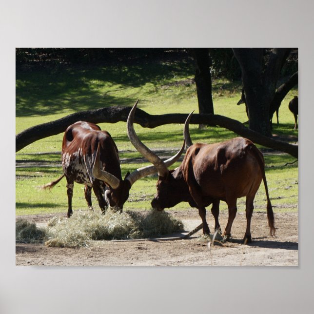 Ankole Cattle #2 Poster (Vorne)