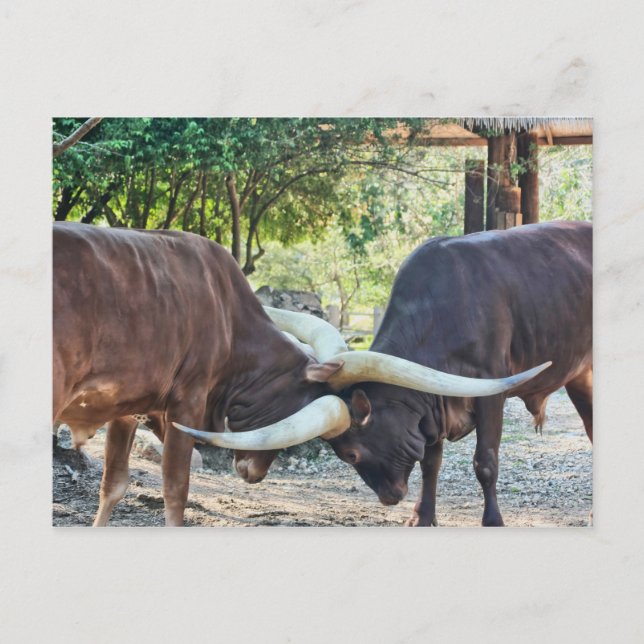 Ankole Cattle Fighting Postkarte (Vorderseite)