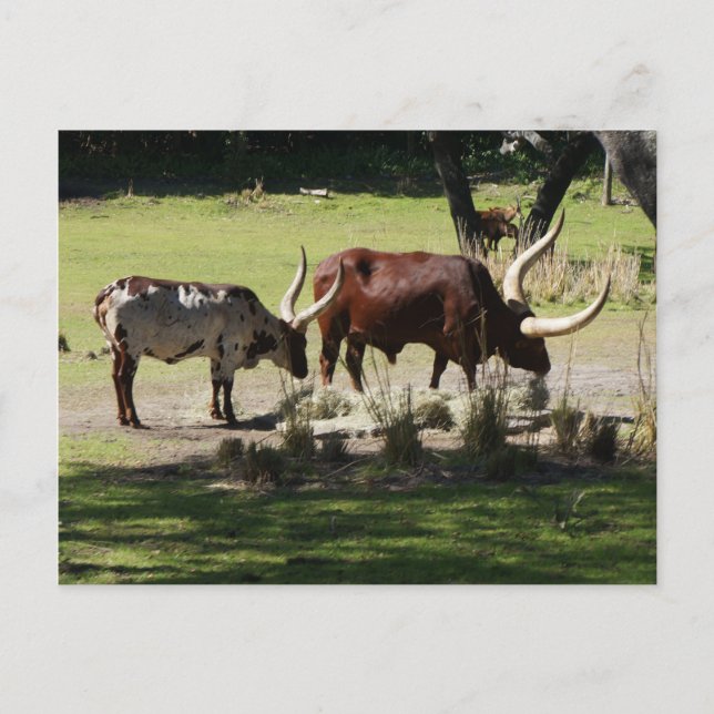 Ankole Cattle Postcard Postkarte (Vorderseite)