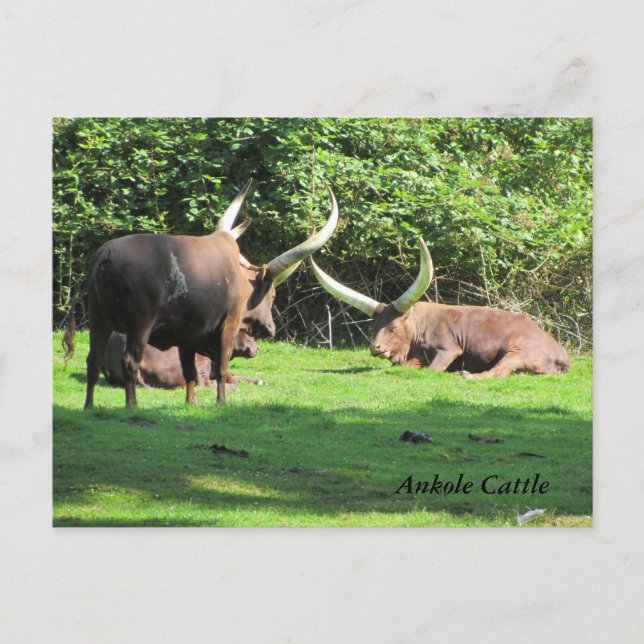 Ankole-Rind Postkarte (Vorderseite)