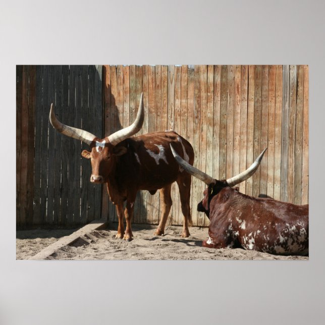 Ankole-Watusi Cattle Poster (Vorne)