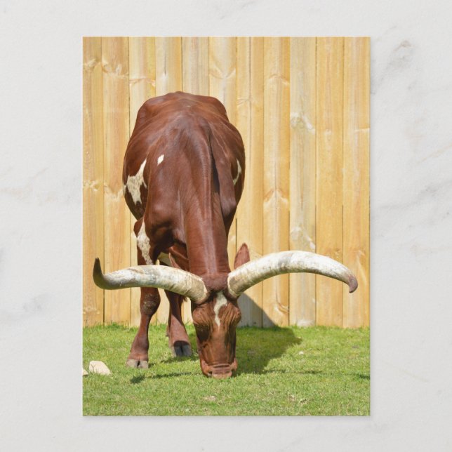 Ankole-Watusi Weideland Postkarte (Vorderseite)