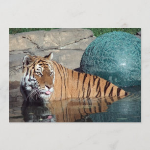 Ankündigung bengalischer Tiger-Anpassungen