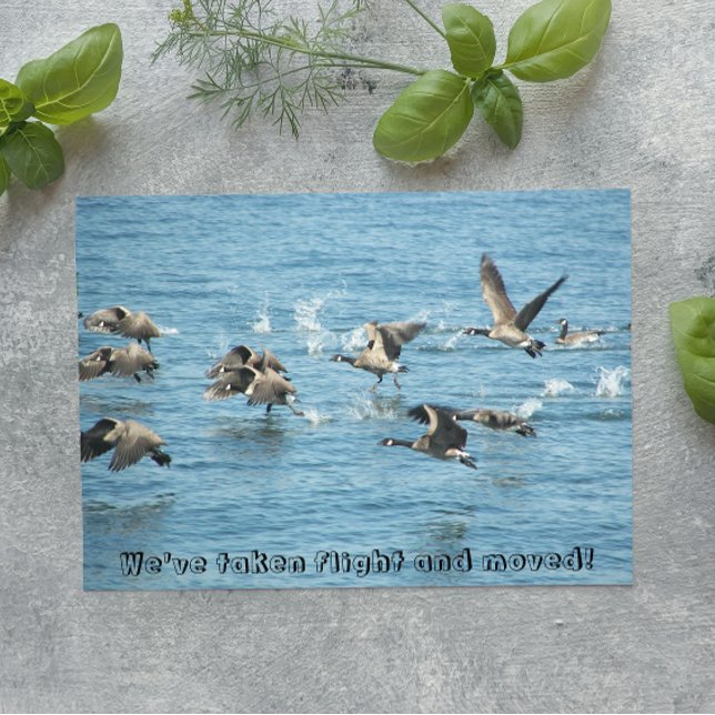 Ankündigung über den Fliegenflug (In Situ)