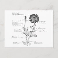 Anmerkungen Botanisches Diagramm
