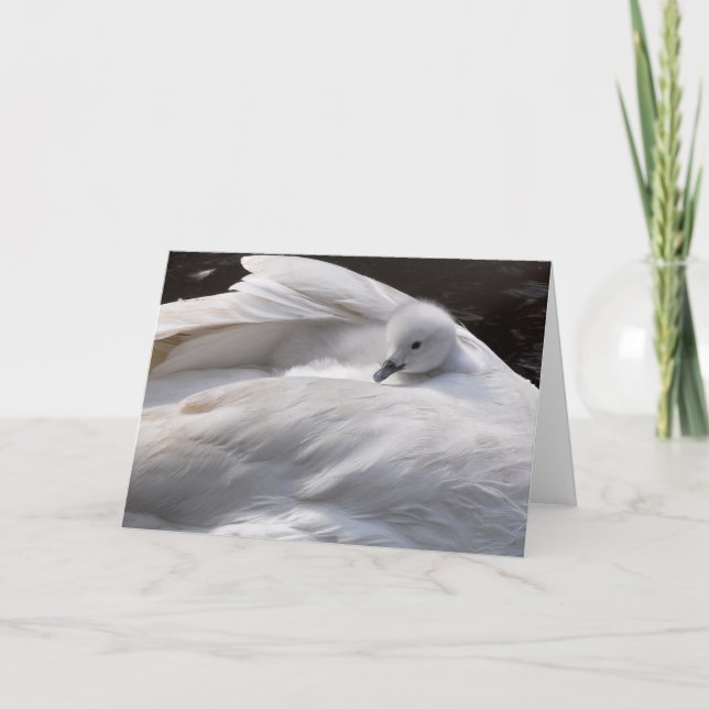 Anmerkungs-Karte: Niedlicher Cygnet auf der Karte (Vorderseite)