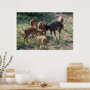 Anmutige Nyala-Antilope in Afrika Poster