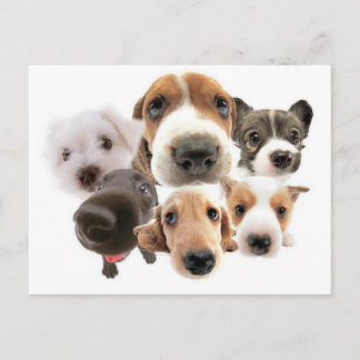 Ann Landers Zitat über Hunde Postkarte