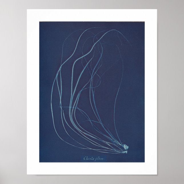 Anna Atkins: Botanisches Vintages Foto Poster (Vorne)