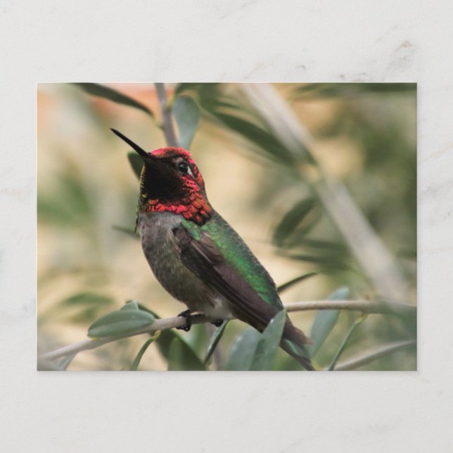 Anna-Hummingbird-Foto Postkarte (Vorderseite)