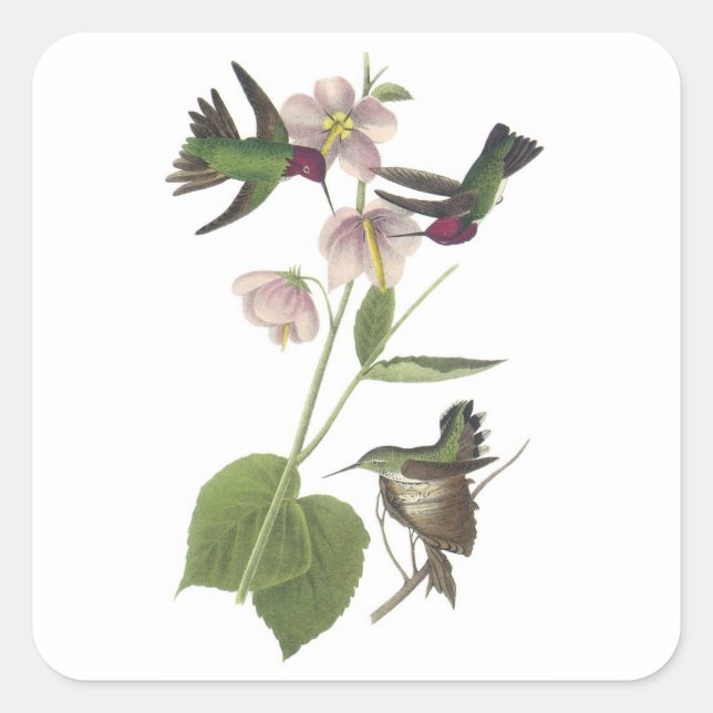 Anna Hummingbird von Audubon Quadratischer Aufkleber (Vorderseite)