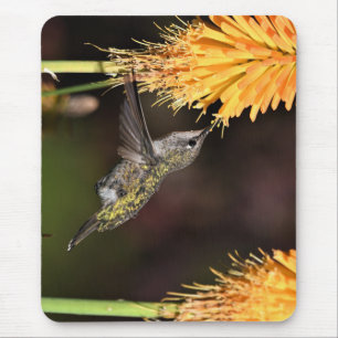 Anna-Kolibri, Kolibri, Vogel Mousepad