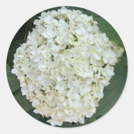 Annabelle hydrangea (Hydrangea arborescens) Runder Aufkleber
