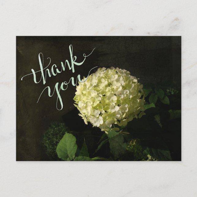 Annabelle Hydrangea Vielen Dank Postkarte (Vorderseite)