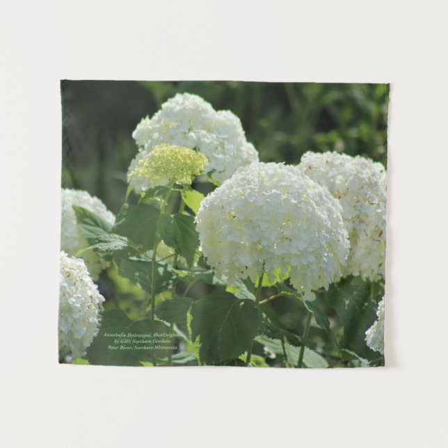 Annabelle Hydrangea Wandteppich (Vorderseite (Horizontal))