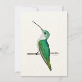 Anna's Hummingbird