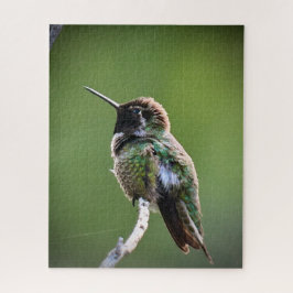 Anna's Hummingbird