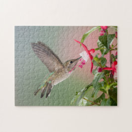 Anna's Hummingbird