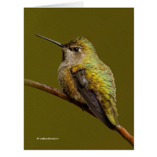 Anna's Hummingbird auf der Scarlet Trumpetvine