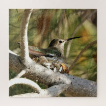 Anna's Hummingbird auf Nest