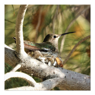 Anna's Hummingbird auf Nest Fotodruck