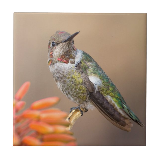 Anna's Hummingbird auf Orange Aloe Blossom Fliese (Vorderseite)