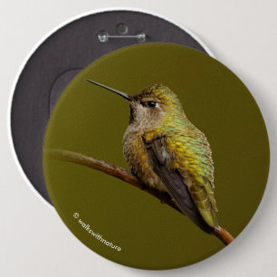Anna's Hummingbird auf Scarlet Trumpetvine Button