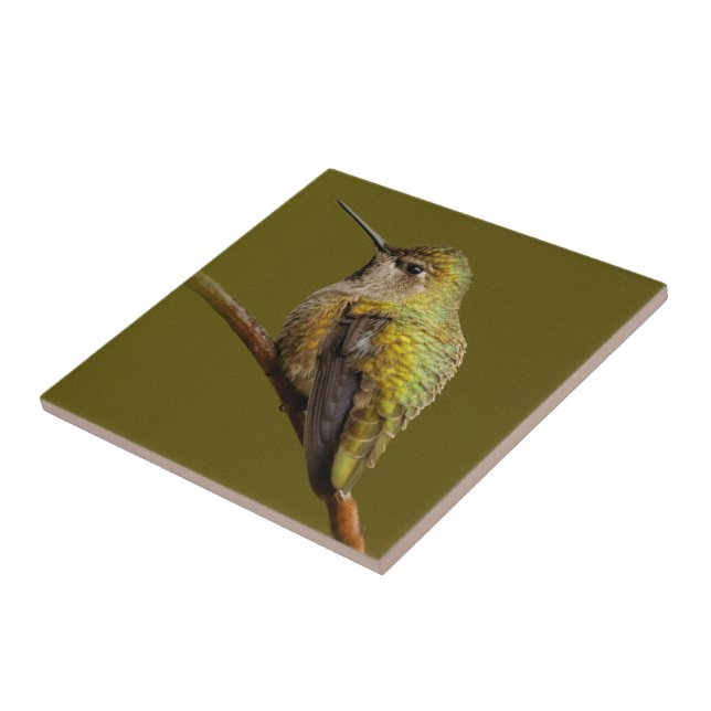 Anna's Hummingbird auf Scarlet Trumpetvine Fliese (Seite)