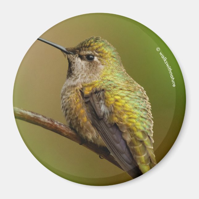 Anna's Hummingbird auf Scarlet Trumpetvine Magnet (Vorne)