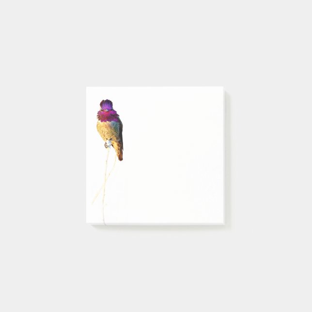 Anna's Hummingbird Foto 3x3 Notepad Post-it Klebezettel (Vorderseite)