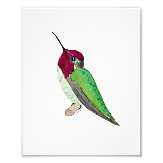 Anna's Hummingbird Fotodruck (Vorne)