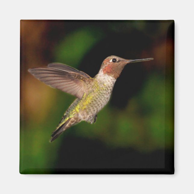 Anna's Hummingbird im Flight Magnet (Vorne)