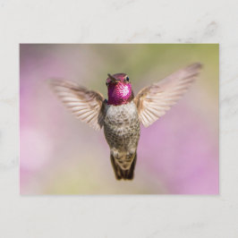 Anna's Hummingbird im Flug Postkarte
