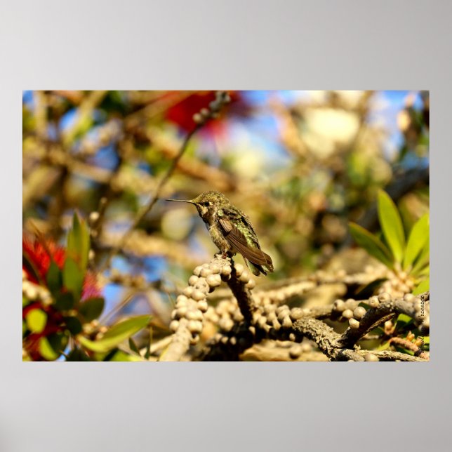 Anna's Hummingbird, Kalifornien, 36x24 Foto Poster (Vorne)